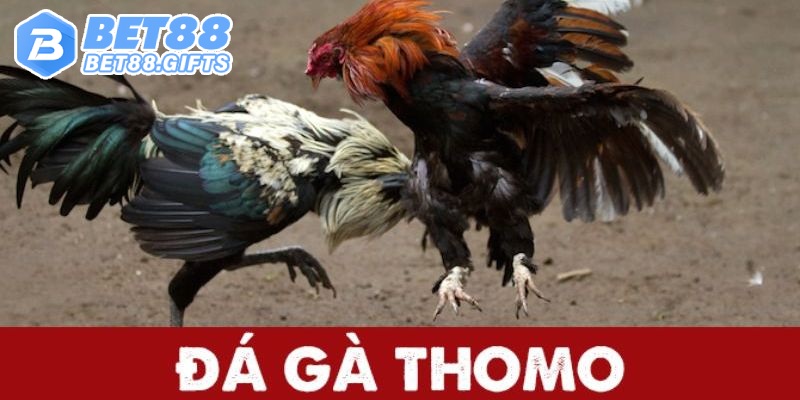 Tổng quan về đá gà Thomo tại BET88